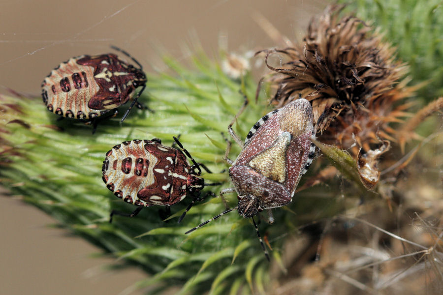 Pentatomidae: Dolycors baccarum e Carpocoris sp